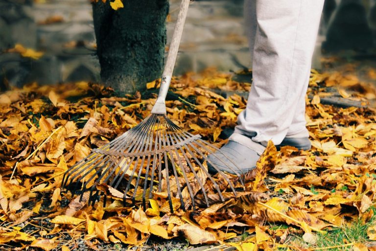 The man cleans dry leaves in a garden